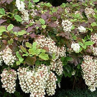 Гортензія дуболиста Black Porch 2 л