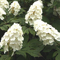 Гортензія дуболиста Сноу Куїн 3л
