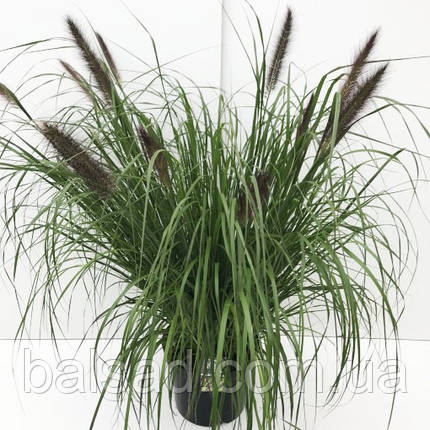 Пеннісетум лисохвостий Вірідесенс / Pennisetum Viridescens, фото 3
