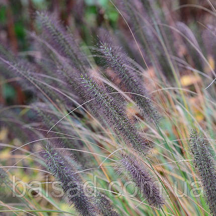Пеннісетум лисохвостий Вірідесенс / Pennisetum Viridescens, фото 1