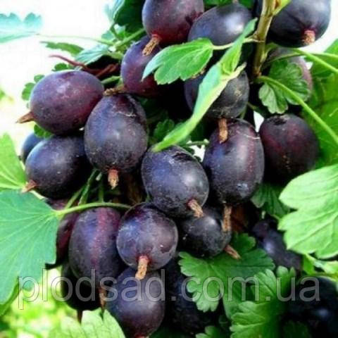 Аґрус штамбовий Чорна крапля