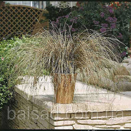 Осока Бронко / Р12 / Carex comans Bronco, фото 1