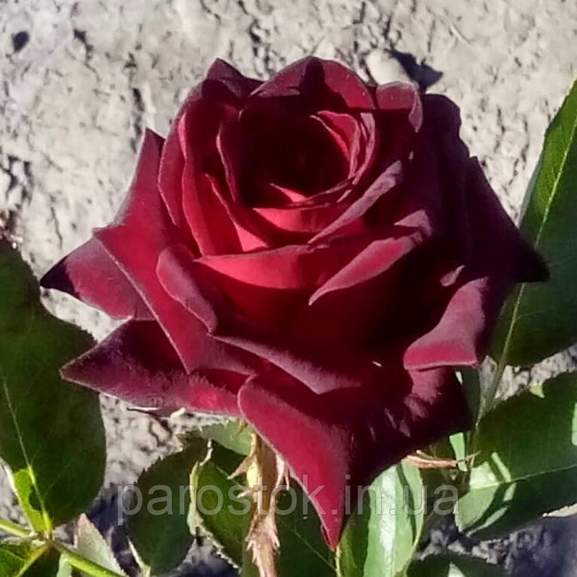 Троянда Перл Нуар. Чайно-гібридна троянда.