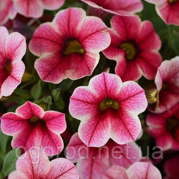 Калібрахоа 5 шт Pan American Crave Strawberry Star