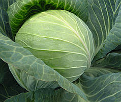 Байонет F1 насіння капусти, 2500 насінин — середня (73-75 днів), білокачанна Bejo,фасовка 21 року, УЦІНКА