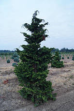 Кипарисовик тупий Gracilis 3 річний, Кипарисовик тупий Грацилис, Chamaecyparis obtusa Gracilis, фото 5