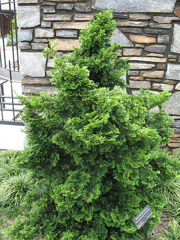 Кипарисовик тупий Gracilis 3 річний, Кипарисовик тупий Грацилис, Chamaecyparis obtusa Gracilis, фото 1