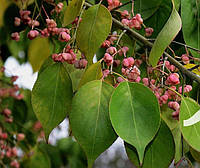 Бруслина (Бересклет) Гамільтона Маакі / Euonymus hamiltonianus subsp. maackii С10Ра100-120 / Н150/