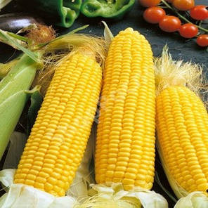 Насіння кукурудзи Бондюелька  F1, 50 г — рання цукрова кукурудза, суперсолодка, фото 2
