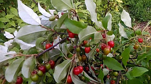 Саджанці гумі сорт "Сахалінське", 2 років., 60-120 см,пакет 3.5 л, фото 3