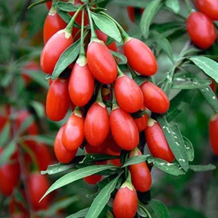 Саджанці годжі сорт "Світ Лайфберри" 2 річні, горщик 5 л