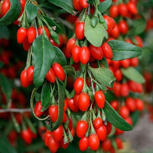 Саджанці годжі сорт "Суперфрут" Контейнер 5 л