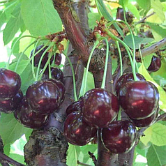 Саджанці вишні сорт Супутниця, підщепа магалєпка