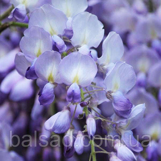 Гліцинія флорібунда Блю Дрім / h 70-100 / Wisteria Blue Dream