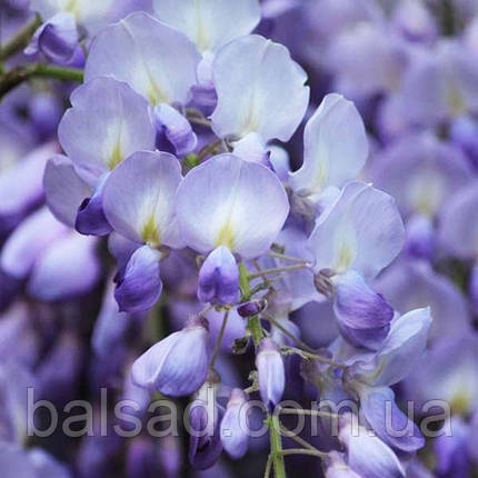 Гліцинія флорібунда Блю Дрім / h 70-100 / Wisteria Blue Dream, фото 1