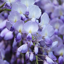 Гліцинія флорібунда Блю Дрім / h 70-100 / Wisteria Blue Dream