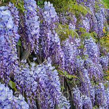 Гліцинія флорібунда Блю Дрім / h 70-100 / Wisteria Blue Dream, фото 3