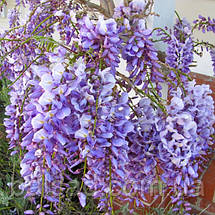 Гліцинія флорібунда Блю Дрім / h 70-100 / Wisteria Blue Dream, фото 4
