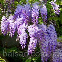 Гліцинія флорібунда Блю Дрім / h 70-100 / Wisteria Blue Dream, фото 5