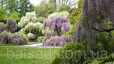 Гліцинія флорібунда Блю Дрім / h 70-100 / Wisteria Blue Dream, фото 6
