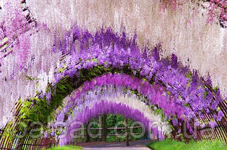Гліцинія Доміно / h 70-100 / Wisteria floribunda Domino, фото 5