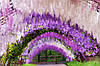 Гліцинія флорібунда Блю Дрім / h 70-100 / Wisteria Blue Dream, фото 7