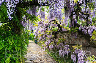 Гліцинія Доміно / h 70-100 / Wisteria floribunda Domino, фото 6