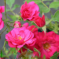 Роза почвопокровная Розовая Жемчужина (Pink Pearls)(Контейнер Р9)