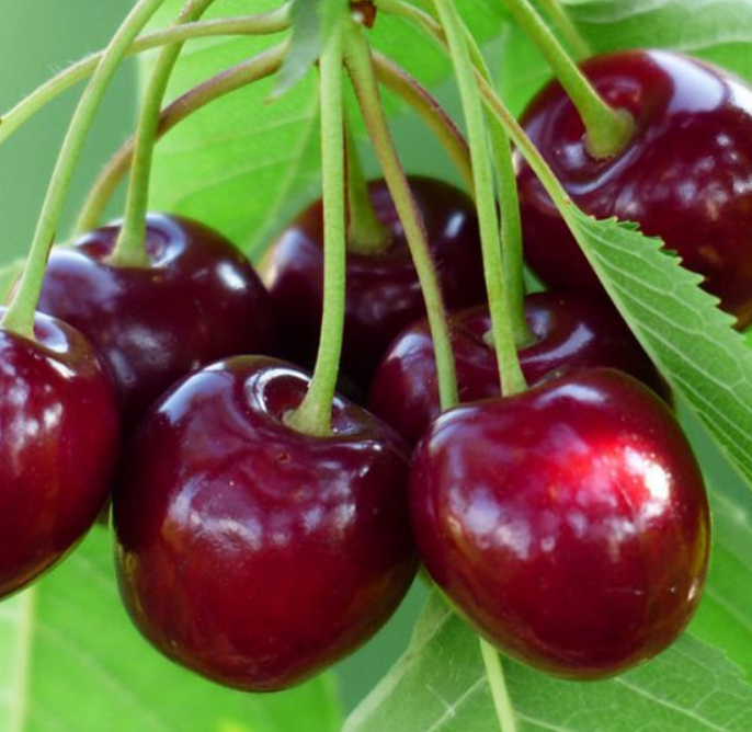 Саджанці черешні ранньої сорт Ван Компакт, підщепа магалєпка