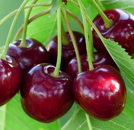 Саджанці черешні ранньої сорт Ван Компакт, підщепа магалєпка, фото 1