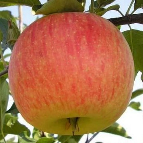 Саджанці яблуні зимової сорт Топаз, підщепа 54-118