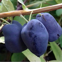 Жимолость їстівна Boreal Beast