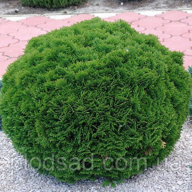 Туя західна Даніка 5 л