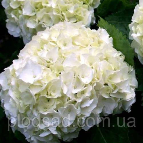 Гортензія великолиста Wudu (Вуду)