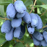 Жимолость їстівна Boreal Beauty