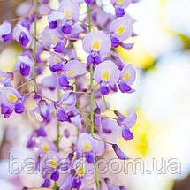 Гліцинія Доміно / h 70-100 / Wisteria floribunda Domino, фото 3