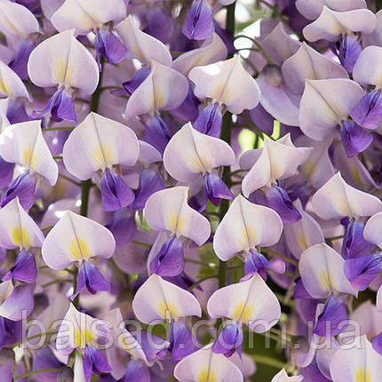 Гліцинія Доміно / h 70-100 / Wisteria floribunda Domino, фото 1