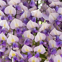 Гліцинія Доміно / h 70-100 / Wisteria floribunda Domino