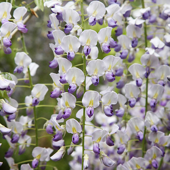 Гліцинія японська Малтіджуга / С5 / h 130 / Wisteria Multijuga