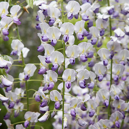 Гліцинія японська Малтіджуга / С5 / h 130 / Wisteria Multijuga, фото 1