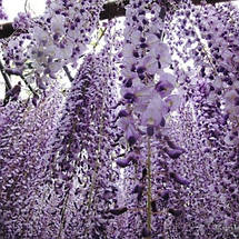 Гліцинія японська Малтіджуга / С5 / h 130 / Wisteria Multijuga, фото 4