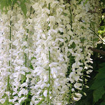 Гліцинія флорибунда Широ нода / h 70-100 / Wisteria Shiro noda, фото 2