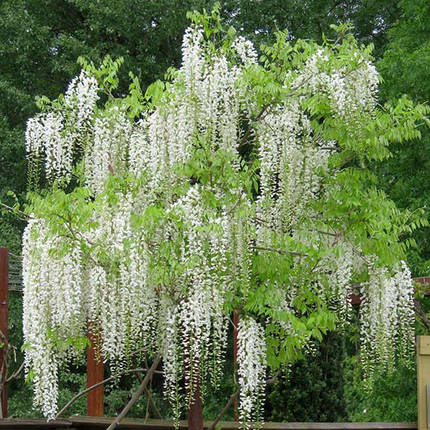 Гліцинія флорибунда Широ нода / h 70-100 / Wisteria Shiro noda, фото 1