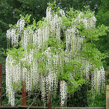 Гліцинія флорибунда Широ нода / h 70-100 / Wisteria Shiro noda