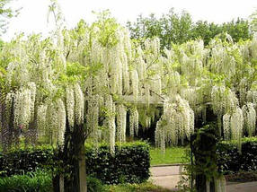 Гліцинія флорибунда Широ нода / h 70-100 / Wisteria Shiro noda, фото 3