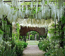 Гліцинія флорибунда Широ нода / h 70-100 / Wisteria Shiro noda, фото 5