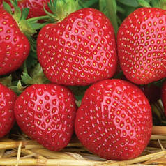 Розсада полуниці сорт "Мальвіна", фріго клас А (пізня)