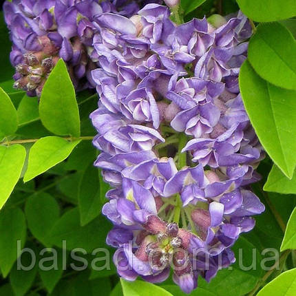 Гліцинія Лонгвуд Пурпл / h 160-180 / Wisteria Longwood Purple, фото 1