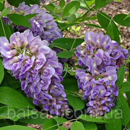 Гліцинія Лонгвуд Пурпл / h 160-180 / Wisteria Longwood Purple, фото 3