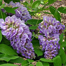 Гліцинія Лонгвуд Пурпл / h 70-100 / Wisteria Longwood Purple